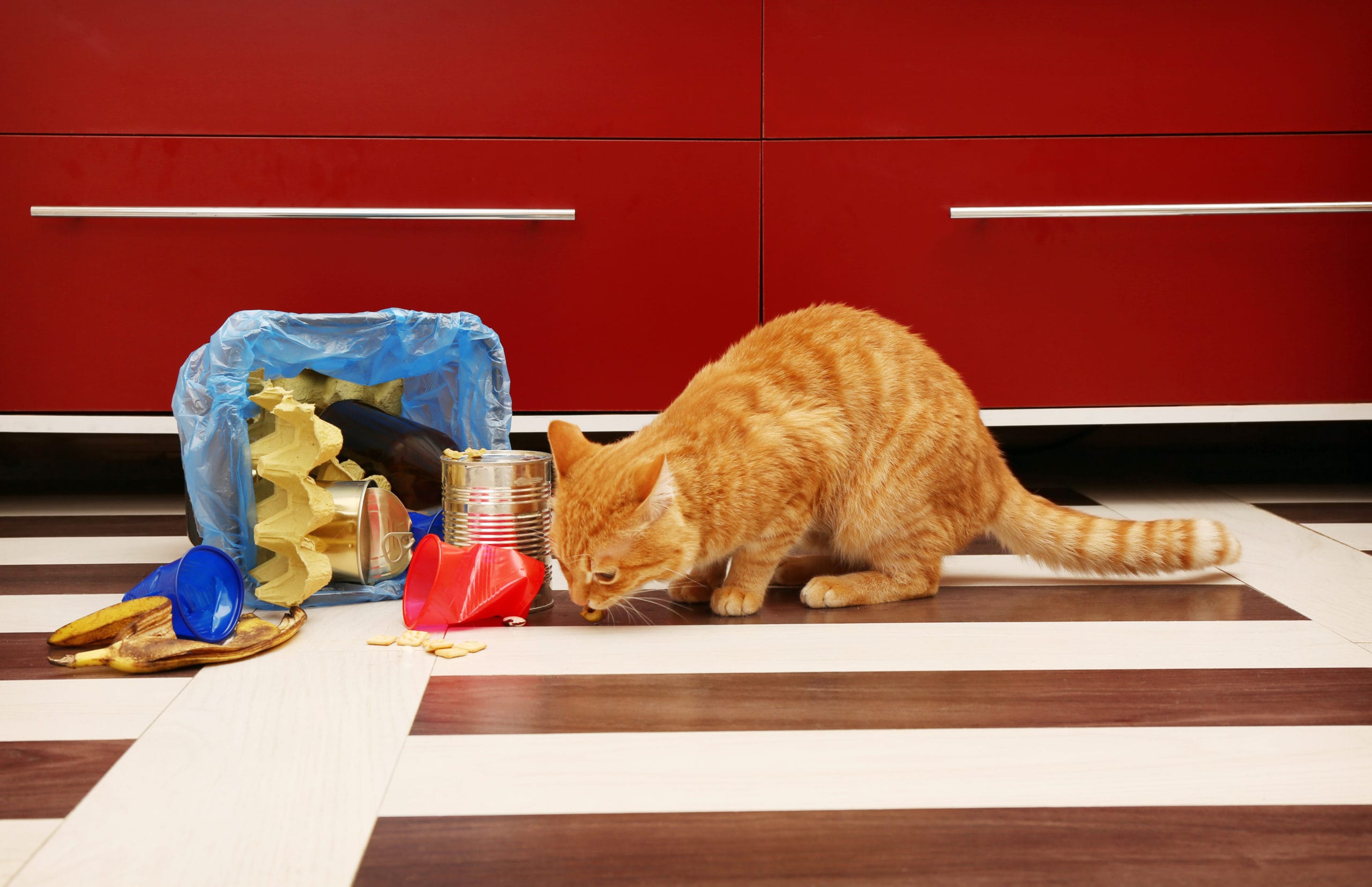 Фото рыжего кота возле стола на полу