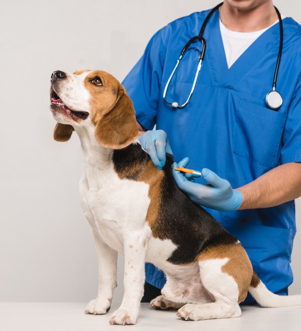 Beagle Getting Microchip from Vet