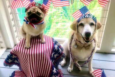 Memorial Day Weekend Pet Safety Tips!