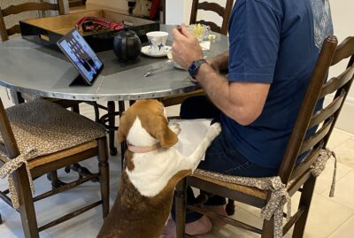 Does Your Pup Beg at the Table?